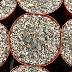 Astrophytum Ornatum Star Cactus - 3" Potted Rare Cactus