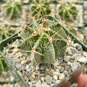 Astrophytum Ornatum Star Cactus - 3