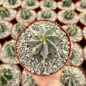 Astrophytum Ornatum Star Cactus - 3