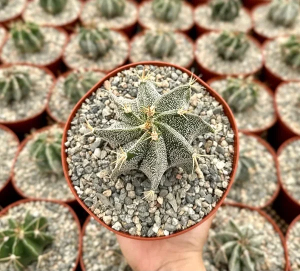 Astrophytum Ornatum Star Cactus - 3" Potted Rare Cactus