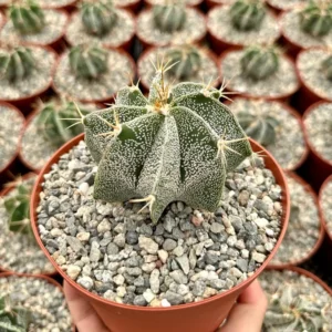 Astrophytum Ornatum Star Cactus - 3