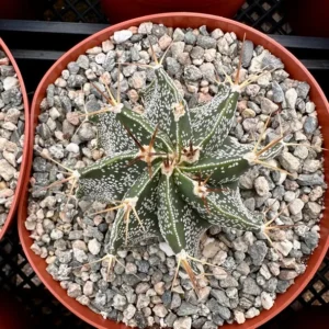 Astrophytum Ornatum Star Cactus - 3