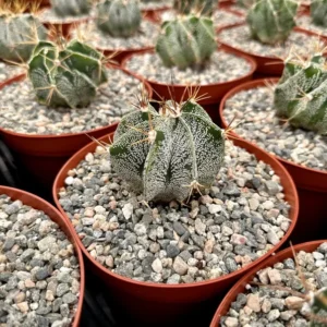 Astrophytum Ornatum Star Cactus - 3