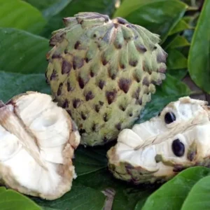 Atemoya Fruit Tree - Lisa Grafted Variety - 2 Feet Tall - Single Plant