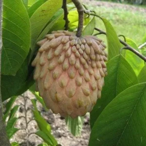 Atemoya Fruit Tree - Lisa Grafted Variety - 2 Feet Tall - Single Plant