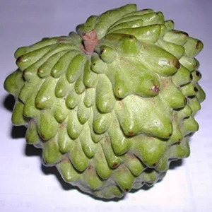 Atemoya Geffner Grafted Fruit Tree - 3-4 ft Tall Live Plant