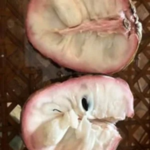 Atemoya Lisa Grafted Tree - 1-2 Feet Tall Live Plant in 6