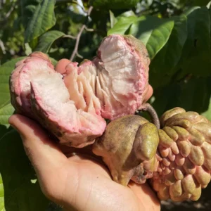 Atemoya Lisa Grafted Tree - 1-2 Feet Tall Live Plant in 6