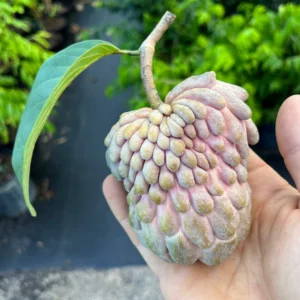 Atemoya Lisa Grafted Tree - Live Plant - 3-4 ft - Fruit Tree