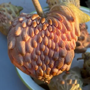 Atemoya Lisa Grafted Tree - Live Plant - 3-4 ft - Fruit Tree