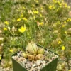 Augrabies Hills Corkscrew Plant - 4 Inch Pot - Exotic Curly Grass