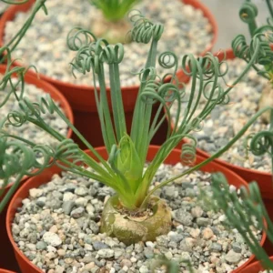 Augrabies Hills Corkscrew Plant - 4 Inch Pot - Exotic Curly Grass