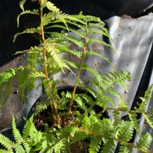 Australian Tree Fern Cyathea Cooperi Plant - 1 Gallon Potted Fern