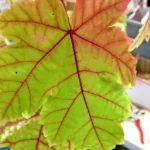 Autumn Blaze Maple Tree Plant - 6-12 Inch Tall - Potted Acer Tree