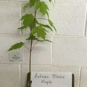 Autumn Blaze Maple Tree Plant - 6-12 Inch Tall - Potted Acer Tree