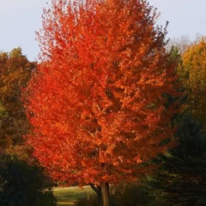 Autumn Blaze Maple Tree Plant - 6-12 Inch Tall - Potted Acer Tree