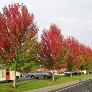 Autumn Blaze Maple Tree Plant - 6-12 Inch Tall - Potted Acer Tree