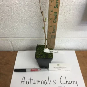 Autumnalis Flowering Cherry Tree 6-12 Inch Tall Potted Plant