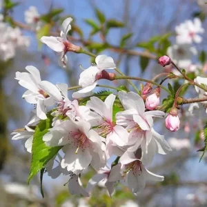 Autumnalis Flowering Cherry Tree 6-12 Inch Tall Potted Plant