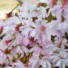 Autumnalis Flowering Cherry Tree 6-12 Inch Tall Potted Plant