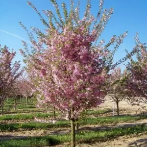 Autumnalis Flowering Cherry Tree 6-12 Inch Tall Potted Plant