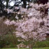 Autumnalis Rosea Cherry Tree - Winter Flowering Plant - 2-3 Feet Tall