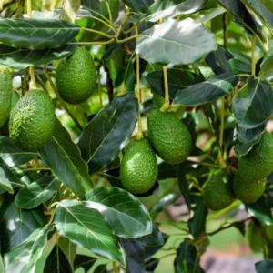 Avocado Tree - 1 Feet Tall Grafted Tree - Fruit Tree Sapling