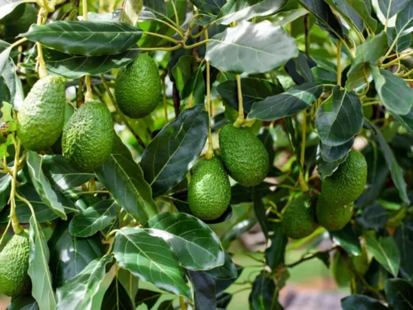 Avocado Tree - 1 Feet Tall Grafted Tree - Fruit Tree Sapling