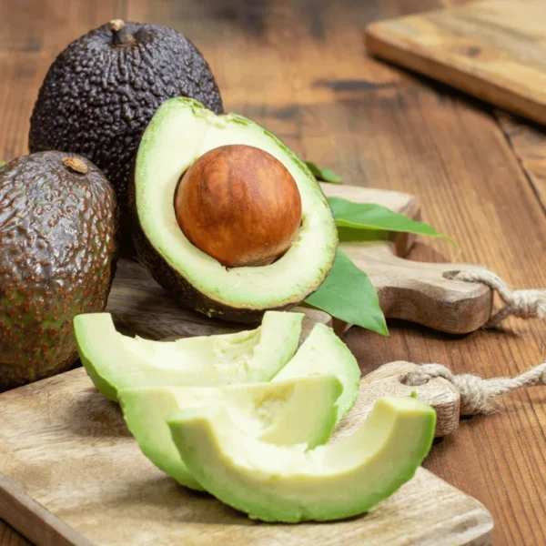 Avocado Tree - 1 Foot Tall Grafted Tree - Ships in Bag