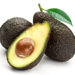 Avocado Tree - 1 Foot Tall Grafted Tree - Ships in Bag