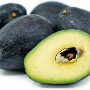 Avocado Tree - Grafted 1 ft Tree - Easy to Grow Fruit Tree
