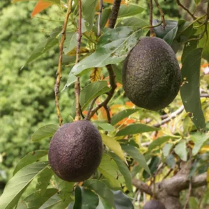 Avocado Tree - Grafted 1 ft Tree - Easy to Grow Fruit Tree