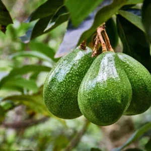 Avocado Tree - Grafted Plant 1 Feet Tall - Ships in Bag