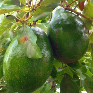 Avocado Tree - Grafted Plant 1 Feet Tall - Ships in Bag