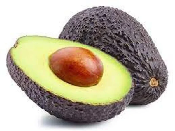 Avocado Tree Plant - 1 Foot Tall Grafted Persea Americana Fruit Tree