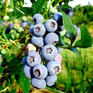 Elliott Northern Highbush Blueberry Plants - 3 Year Old - 18-24 Inches - Set of 5 - Buy 4 Get 1 Free