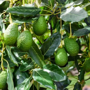 Little Cado Avocado Tree - 3-4 ft Grafted Tree - Bigger Trunk - Garden Ready