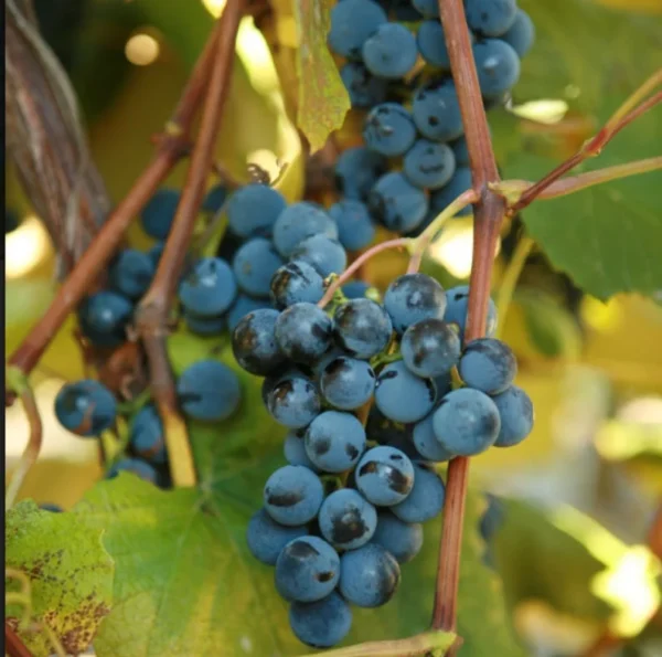 BLUEBELL Grape Vine - 2 Bare Root Live Plant - Cold Hardy Variety