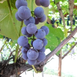 BLUEBELL Grape Vine - 2 Bare Root Live Plant - Cold Hardy Variety