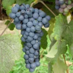 BLUEBELL Grape Vine - Bare Root Live Plant - Limited Stock