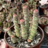 Baby Necklace Crassula Rupestris - Rare Succulent Live Plant in 4'' Pot - Unique Home Decor