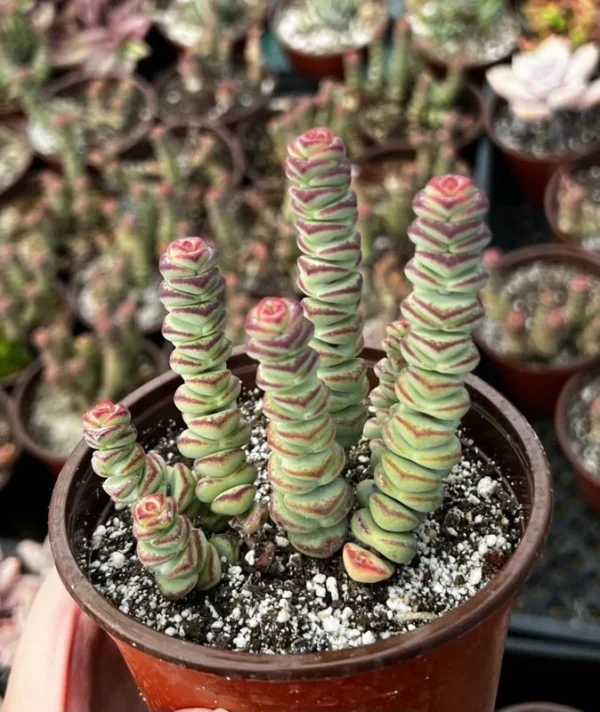 Baby Necklace Crassula Rupestris - Rare Succulent Live Plant in 4'' Pot - Unique Home Decor