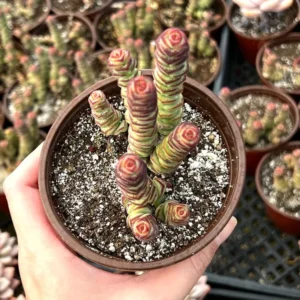 Baby Necklace Crassula Rupestris - Rare Succulent Live Plant in 4'' Pot - Unique Home Decor