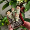 Baby Necklace Crassula Rupestris Succulent Live Plant 2 inch Pot Rare