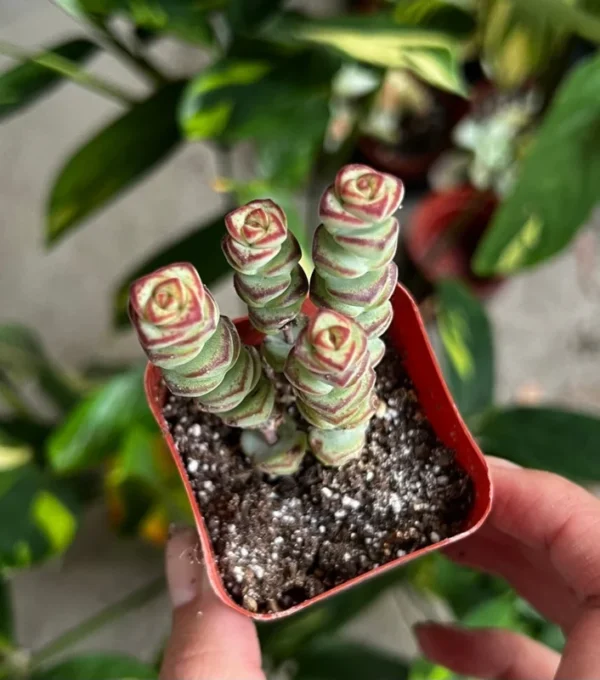 Baby Necklace Crassula Rupestris Succulent Live Plant 2 inch Pot Rare