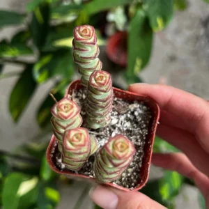 Baby Necklace Crassula Rupestris Succulent Live Plant 2 inch Pot Rare
