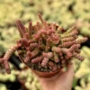 Baby Necklace Crassula Rupestris Succulent Live Plant 2 inch Pot Rare