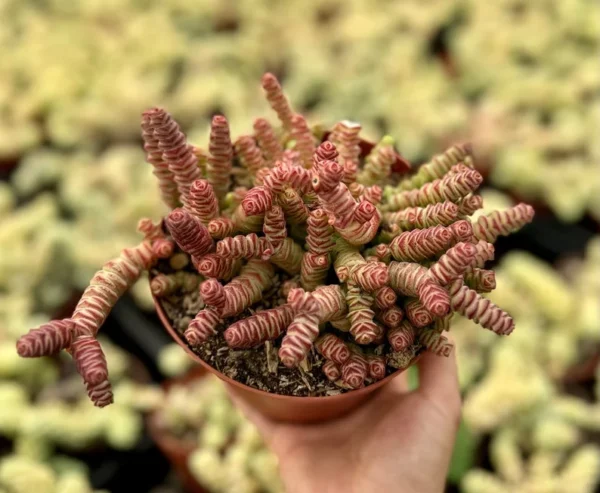 Baby Necklace Crassula Rupestris Succulent Live Plant 2 inch Pot Rare