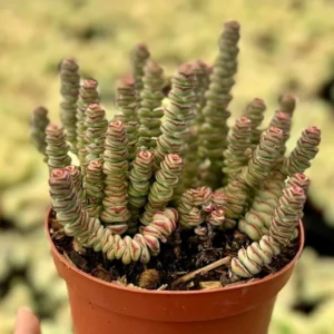 Baby Necklace Crassula Rupestris Succulent Live Plant 2 inch Pot Rare