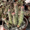 Baby Necklace Crassula Rupestris Succulent Live Plant 2 inch Pot Rare